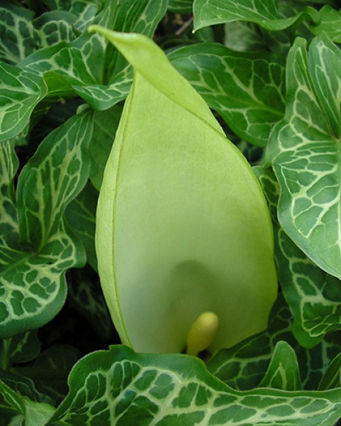 Arum maculatum.jpg